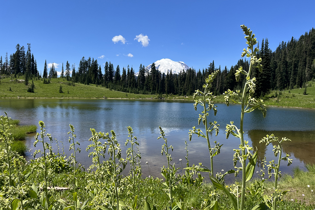 Tipsoo Lake, im Hintergrund Mount Rainier