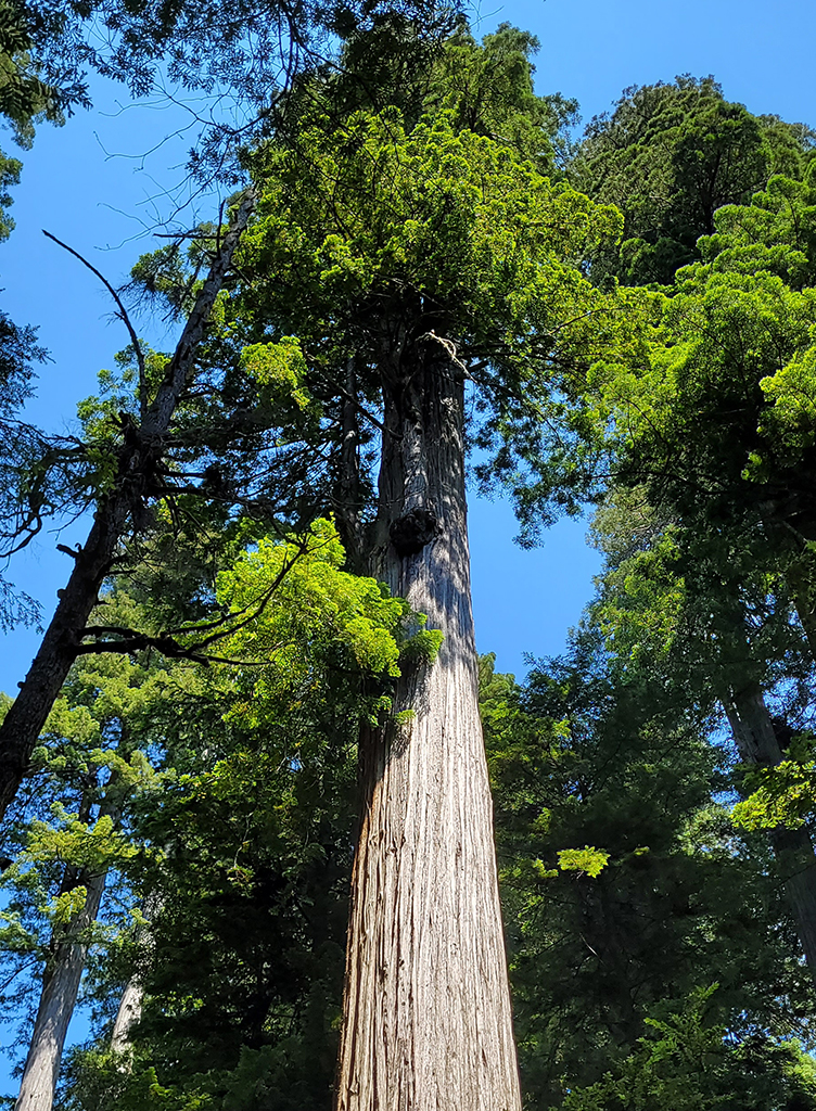 Jedediah Smith Nationalpark 