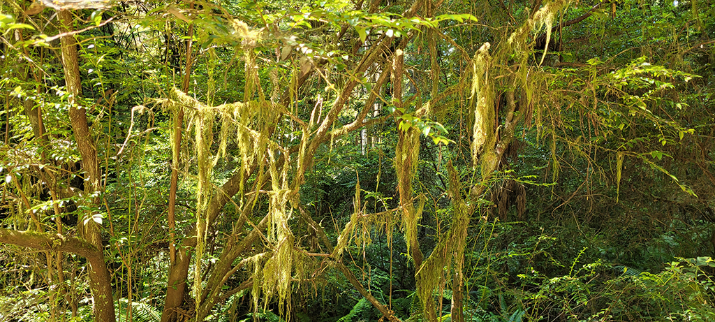 Jedediah Smith Nationalpark 