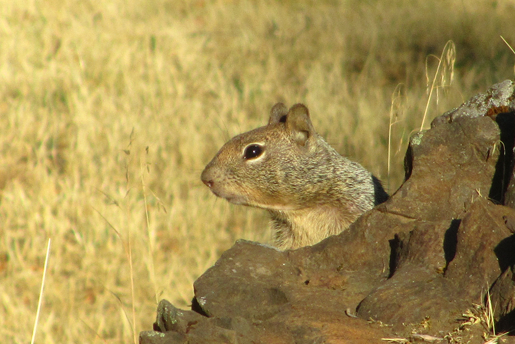 Squirrel