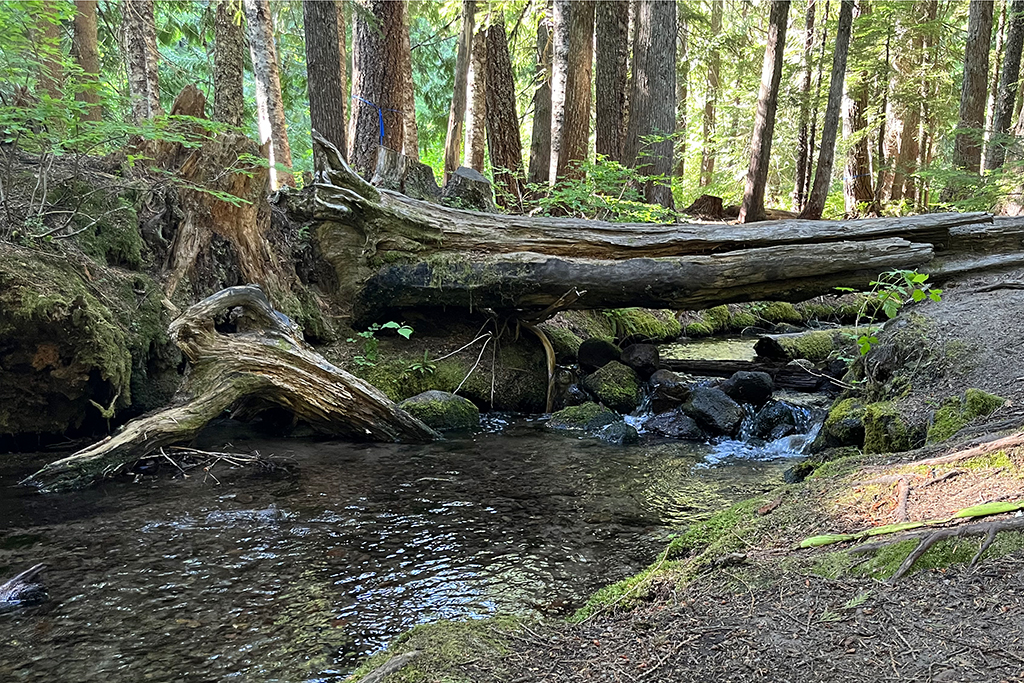 Still Creek Campground im Mt. Hood Nationalpark