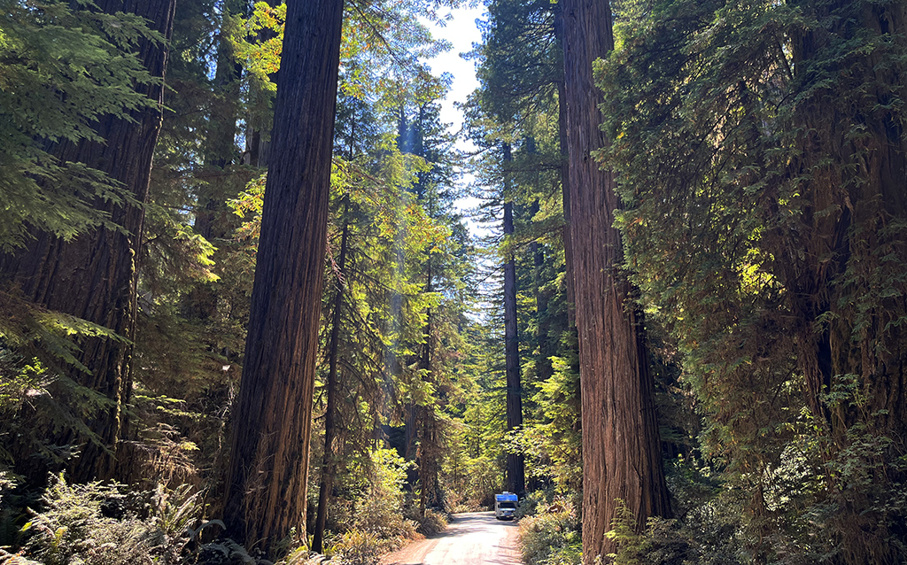 Redwoods