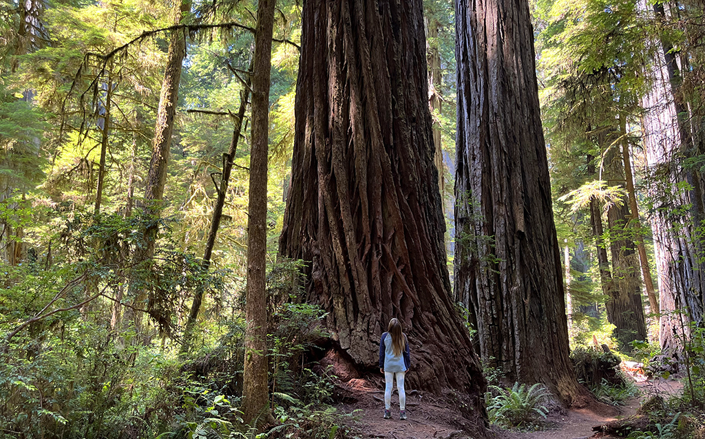 Redwoods