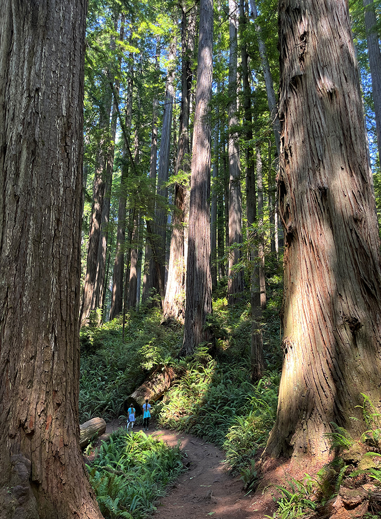 Redwoods