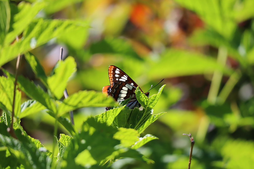 Limenitis lorquini