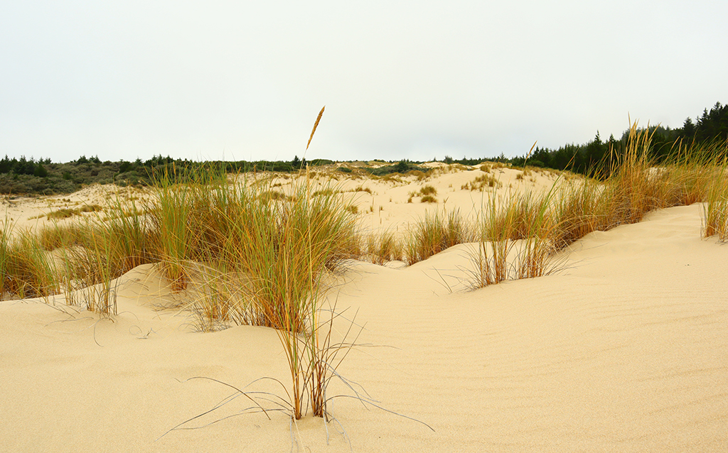 Oregon Dunes