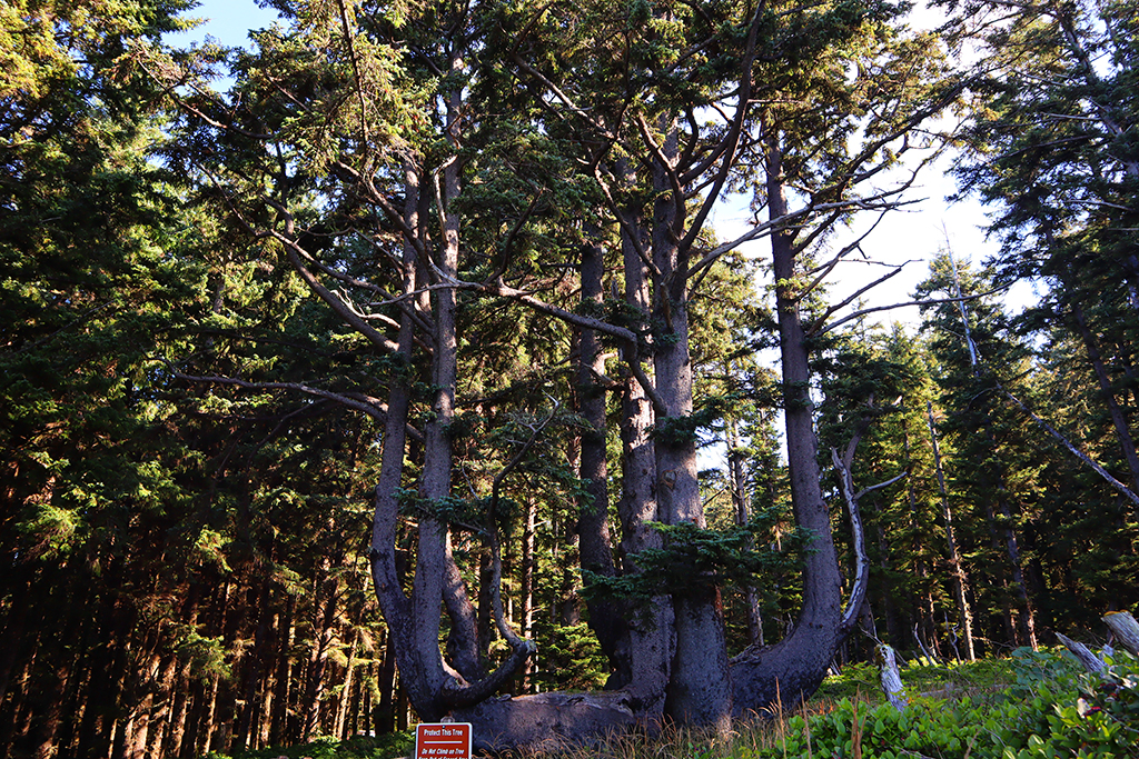 Octopus Tree