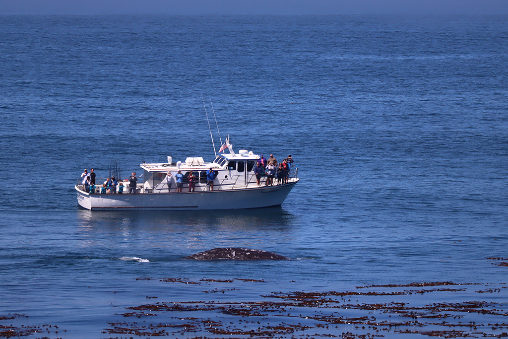 Wal vor Boot